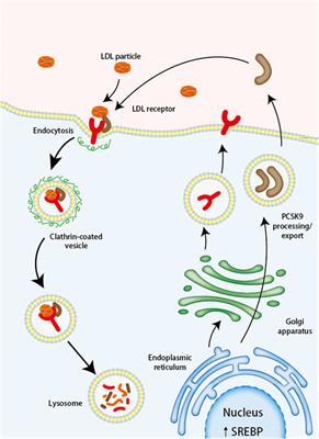 PCSK-9 inhibitors: a new direction for the future treatment of ischemic stroke